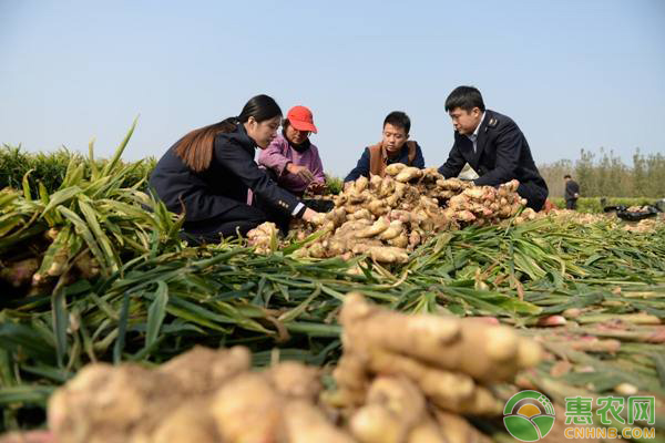 春季怎么種植大姜？它灌溉方式有哪些？