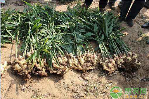 春季大姜種植技術(shù)及灌溉方式詳解
