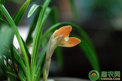 春蘭怎么養(yǎng)殖？做到這五點讓它花開不斷