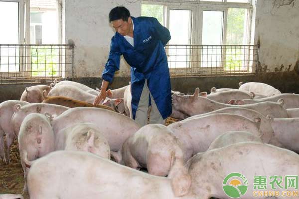豬腹瀉怎么辦？豬病毒性腹瀉疾病治療方案
