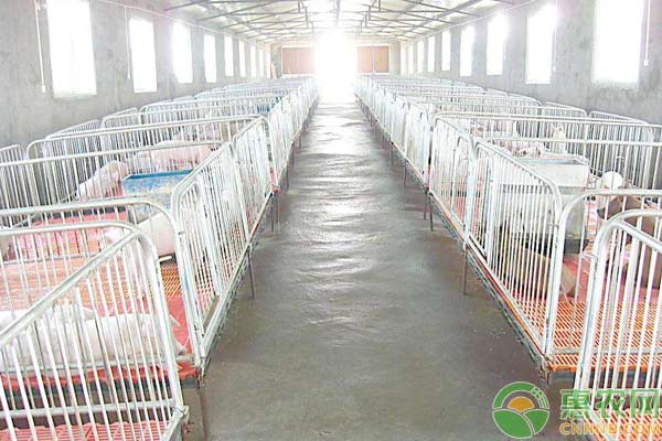 豬腹瀉怎么辦？豬病毒性腹瀉疾病治療方案
