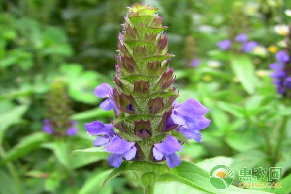 夏枯草怎么种？夏枯草种植效益高吗？