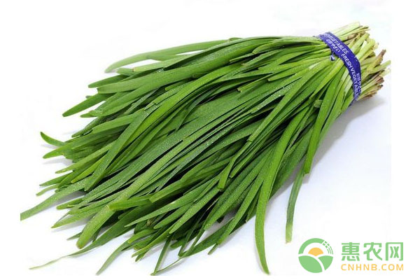 韭菜菌核病發(fā)病癥狀