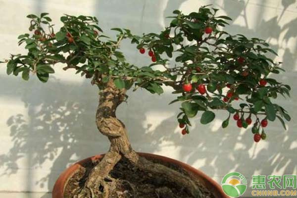 枸杞怎么盆栽？枸杞盆栽種植步驟