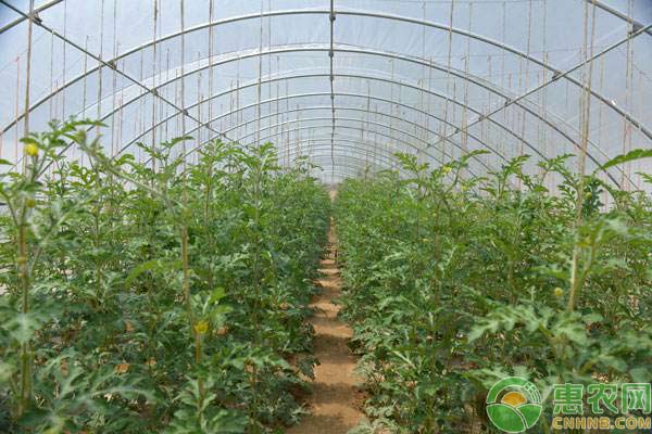 冬季溫室大棚蔬菜棵弱葉黃怎么辦？棵弱葉黃的原因及防治措施
