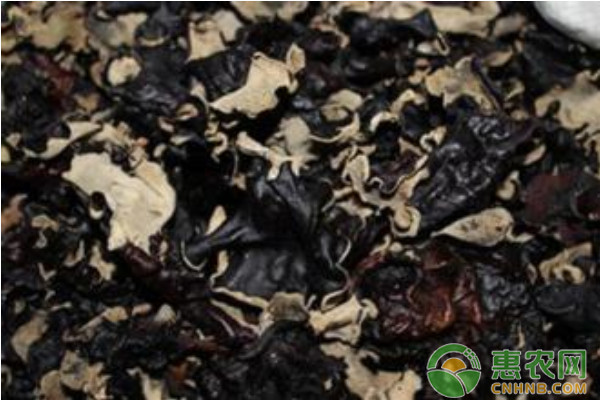 毛木耳種植如何實現(xiàn)高產(chǎn)？毛木耳高產(chǎn)栽培技術(shù)要點