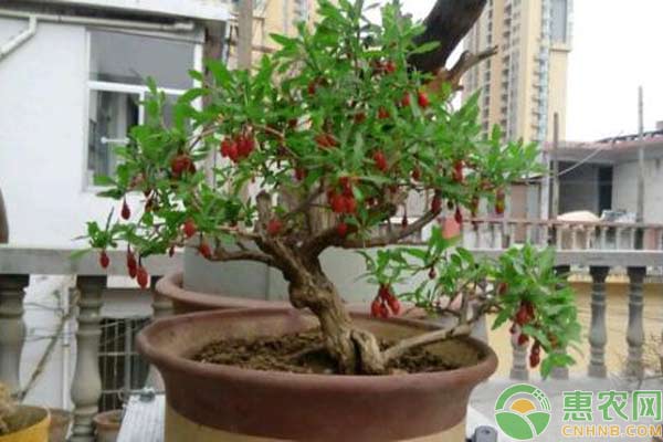 枸杞怎么盆栽？枸杞盆栽種植步驟