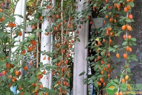 枸杞怎么盆栽？枸杞盆栽種植步驟