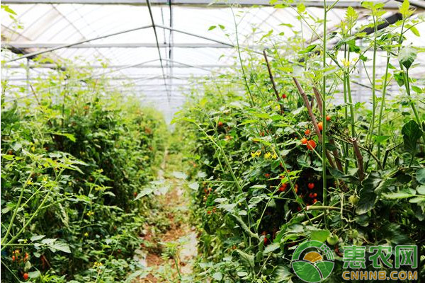 設(shè)施大棚番茄秋延后栽培技術(shù)