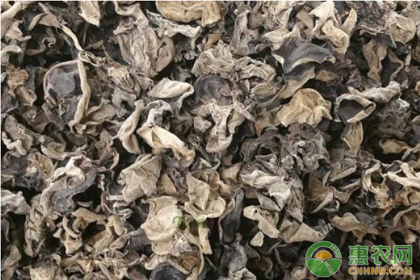 毛木耳種植如何實現(xiàn)高產(chǎn)？毛木耳高產(chǎn)栽培技術(shù)要點