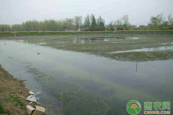 <a href='http://www.iweekee.cn/t/11571.html' class='j-href' target='_blank'><span style='color:#FF8001'>養(yǎng)殖小龍蝦</span></a>賺錢(qián)嗎？老農(nóng)戶送給新手養(yǎng)殖小龍蝦的建議