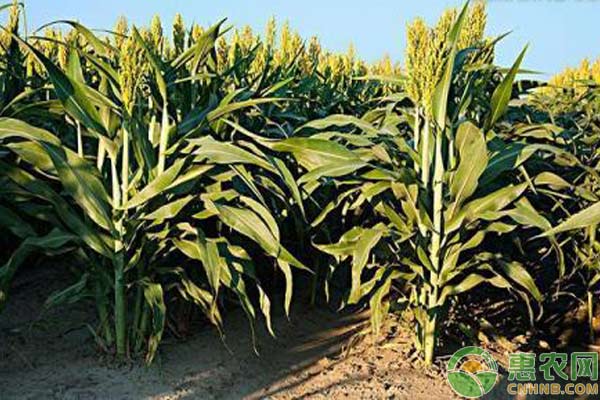 黑小麥賣多少錢一斤？黑小麥種植技術(shù)