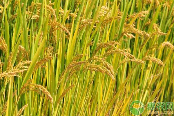 春季小麥除草時間及注意事項