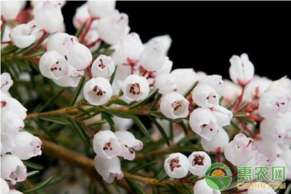 歐石楠高效栽培技術(shù)及主要病蟲(chóng)害防治