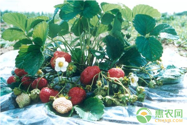 草莓種植干貨分享：草莓蚜蟲怎么防治？