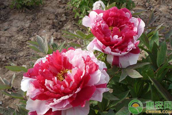 牡丹花如何安全過冬？牡丹花冬季管理技術(shù)