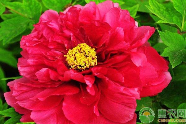 牡丹花如何安全過冬？牡丹花冬季管理技術(shù)
