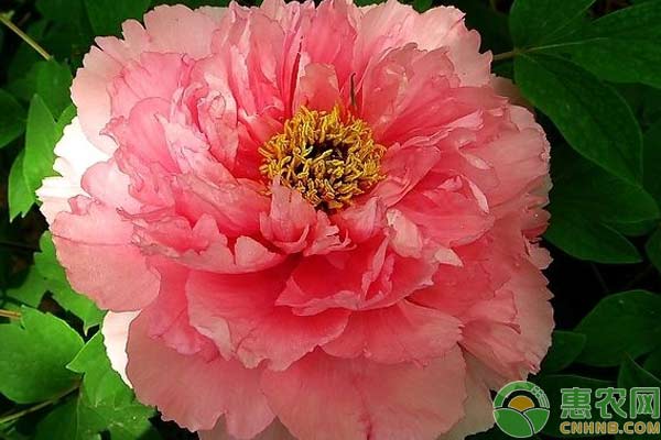 牡丹花如何安全過冬？牡丹花冬季管理技術(shù)