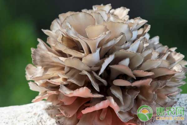 灰樹花怎么種植？灰樹花脫袋覆土立埋栽培技術(shù)