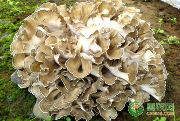 灰樹花怎么種植？灰樹花脫袋覆土立埋栽培技術(shù)