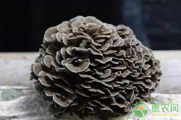 灰樹花怎么種植？灰樹花脫袋覆土立埋栽培技術(shù)