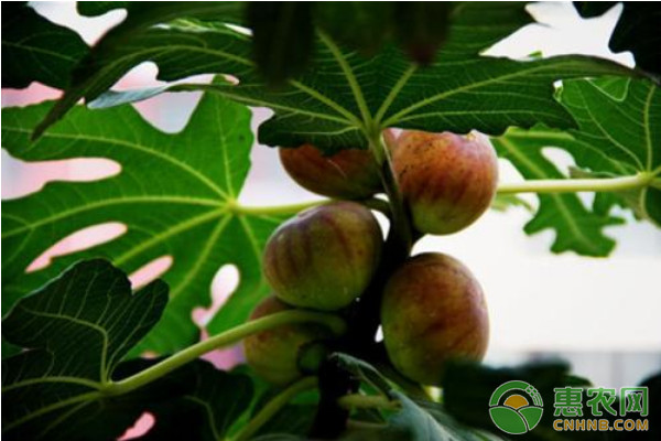 無花果優(yōu)質豐產(chǎn)栽培技術要點