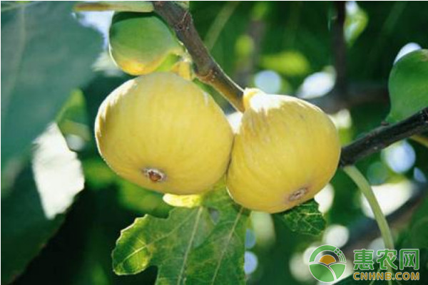 無花果優(yōu)質豐產(chǎn)栽培技術要點