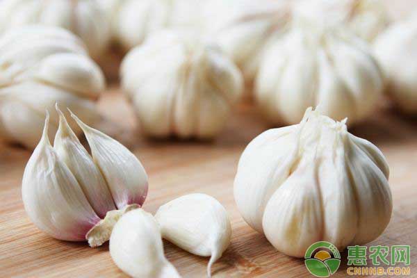 大蒜怎么栽培？優(yōu)質(zhì)大蒜高產(chǎn)技術(shù)詳解