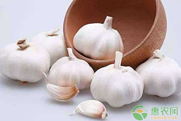大蒜怎么栽培？優(yōu)質(zhì)大蒜高產(chǎn)技術(shù)詳解