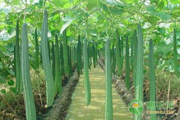 春季絲瓜種植管理注意事項