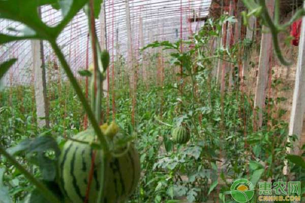 春季大棚蔬菜如何管理？土壤消毒、澆水追肥、蟲(chóng)害防治不能少