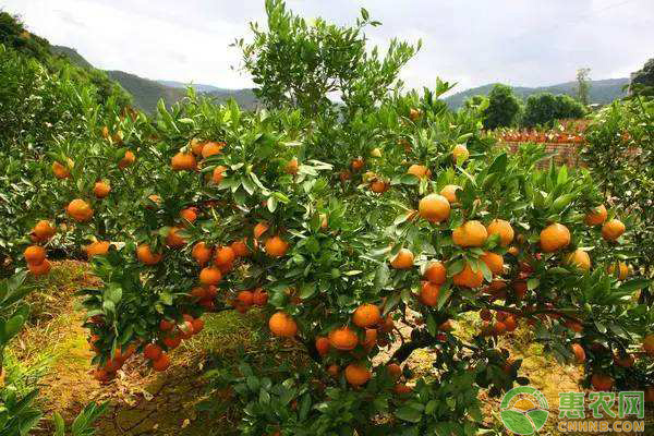 春季果樹花芽凍害防治措施