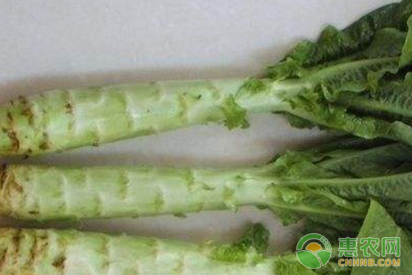 萵苣的高產(chǎn)種植技術(shù)