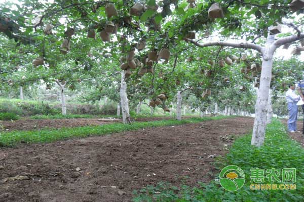 果園需要除草嗎？其實(shí)果園生草有這些好處……