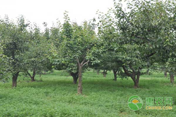 果園需要除草嗎？其實(shí)果園生草有這些好處……