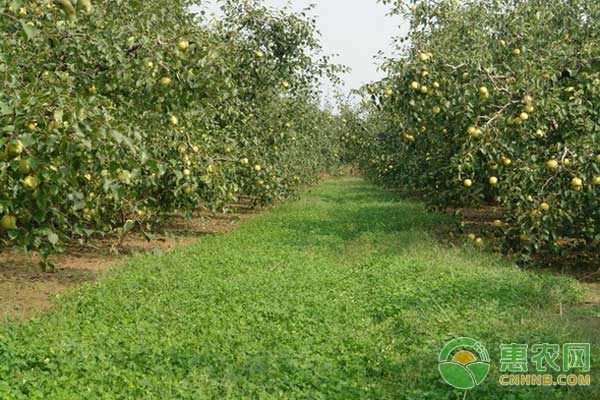 果園需要除草嗎？其實(shí)果園生草有這些好處……