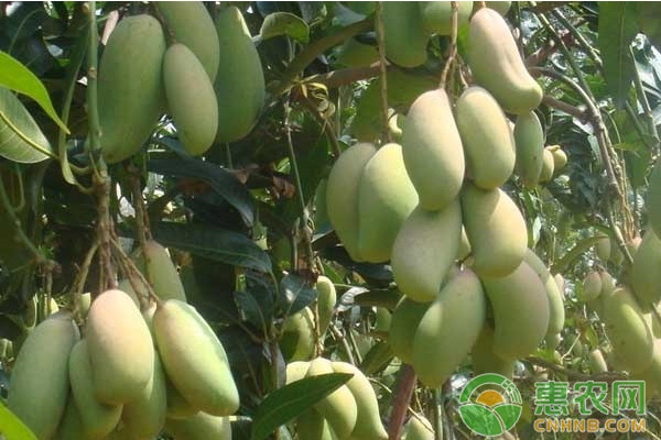 金煌芒果種植技術(shù)