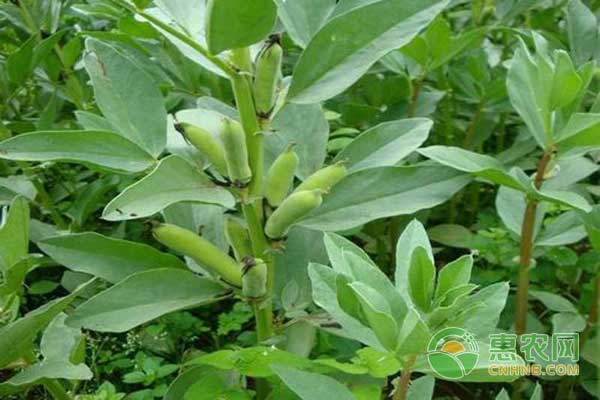高效益的大棚蠶豆套種香堂芋早熟栽培技術(shù)