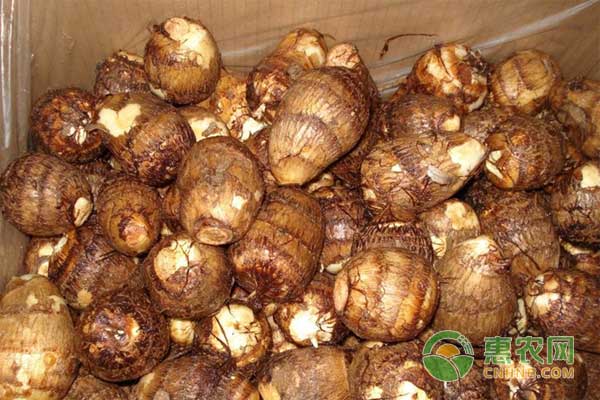 高效益的大棚蠶豆套種香堂芋早熟栽培技術(shù)