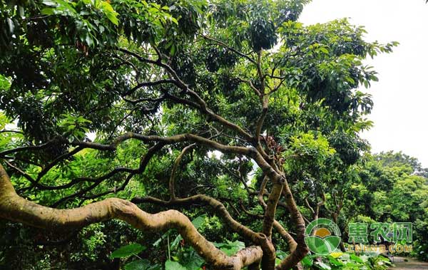 荔枝種植怎么應(yīng)對(duì)倒春寒？