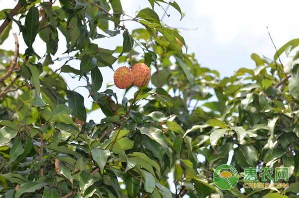 荔枝種植怎么應(yīng)對(duì)倒春寒？
