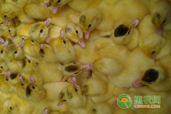 降低養(yǎng)鴨飼料成本的16個有效方法