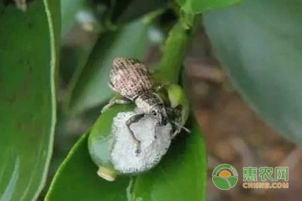 柑橘春梢期有哪些病蟲害？怎么防治？