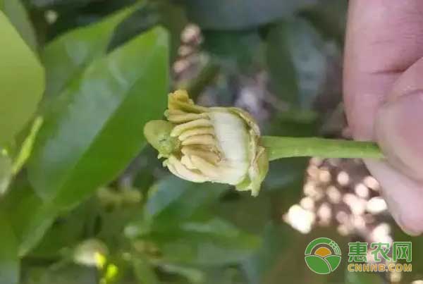 柑橘春梢期有哪些病蟲害？怎么防治？