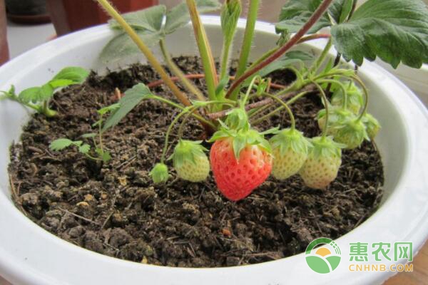 盆栽草莓種植方法
