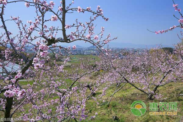 春季桃樹怎么管理？春季<a href='http://www.iweekee.cn/t/31612.html' class='j-href' target='_blank'><span style='color:#FF8001'>桃樹管理</span></a>要點