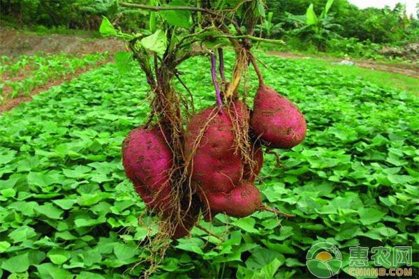春季紅薯溫室大棚育苗關(guān)鍵管理技術(shù)