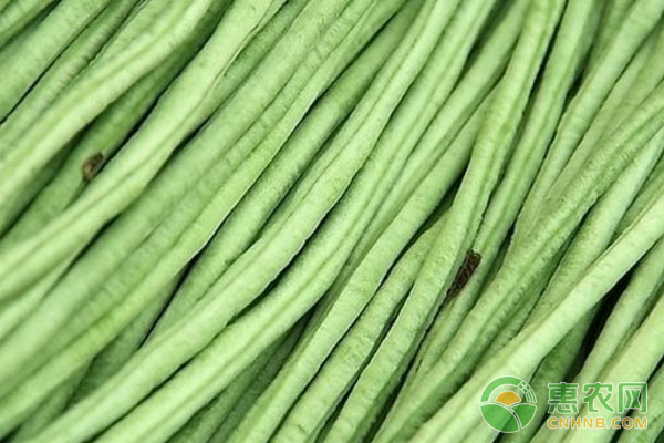 豆角種植怎樣才能高產(chǎn)？