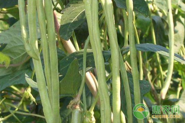 豆角病蟲(chóng)害防治