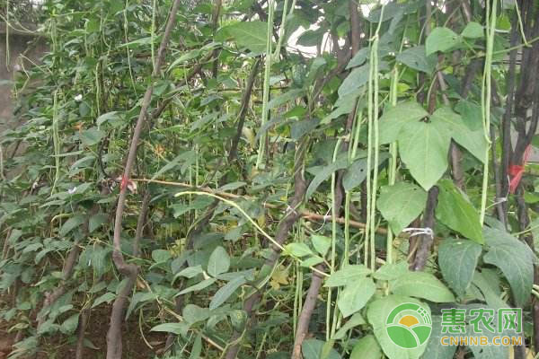 豆角高產(chǎn)種植方法